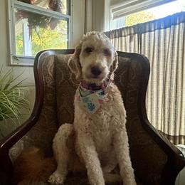 Lady - Goldendoodle
