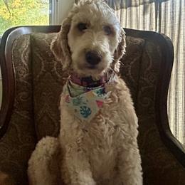 Lady - Goldendoodle