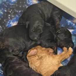 Girl 1 - Phantom female Poodle puppy in Edgerton, Wisconsin from ERSA Acres Golden Retrievers...limited registration only offered, AKC Moyen and Miniature Poodles