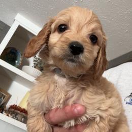 Puppy Blue - Cream male Australian Labradoodle puppy in Oxford, Mississippi from Stony Brook Australian Labradoodles