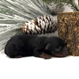 Mack - Black and tan male Yorkshire Terrier puppy in Hastings, Nebraska from Promise Land Pets