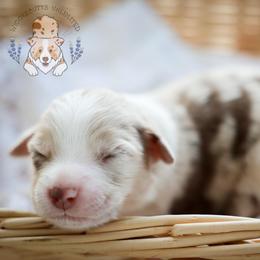 Mocha - Red merle female Miniature Australian Shepherd puppy in Hearne, Texas from Wigglebutts Unlimited