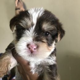 Yorkshire Terrier Puppies from FiFi-s Pups