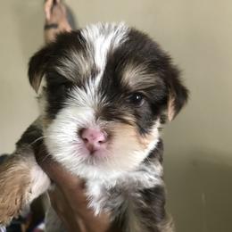 Yorkshire Terrier Puppies from FiFi-s Pups