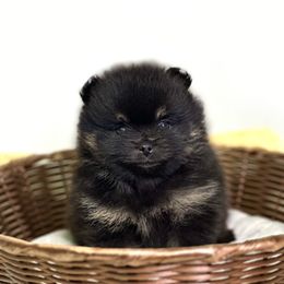 Pomeranian Puppies from Torrey Hills Poms