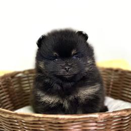 Pomeranian Puppies from Torrey Hills Poms