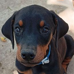 B. Sparkler - Black and rust male Doberman Pinscher puppy in Valley View, Texas from Daystar Dobermans