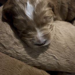 Goldendoodle Puppies from Goldendoodles of Anchor Bay