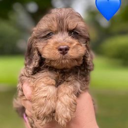 Cockapoo Puppies from Joanna Abruscato