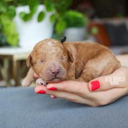 Trek - Red  male Goldendoodle puppy in Salado, Texas from Red Ranch Dogs