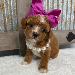 Pink collar - Red  female Goldendoodle puppy in Calico Rock, Arkansas from Cottrell’s Poodles & Doodles