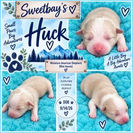 Huck - Yellow male Miniature Australian Shepherd puppy in Covington County, Alabama from Sweetbay Aussies/ Miniature American Shepherds