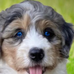 Mia - Bernedoodle
