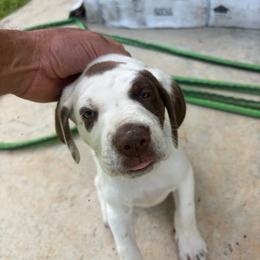 Rocko - White and liver male German Shorthaired Pointer puppy in Slocomb, Alabama from Rachel's German Shorthaired Pointers