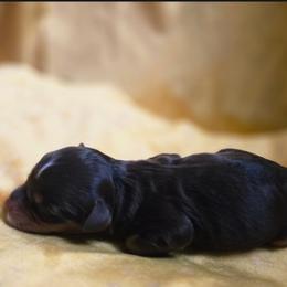 Otter - Tri-color male Bernedoodle puppy in Milton, Florida from Sutton Place Doodles