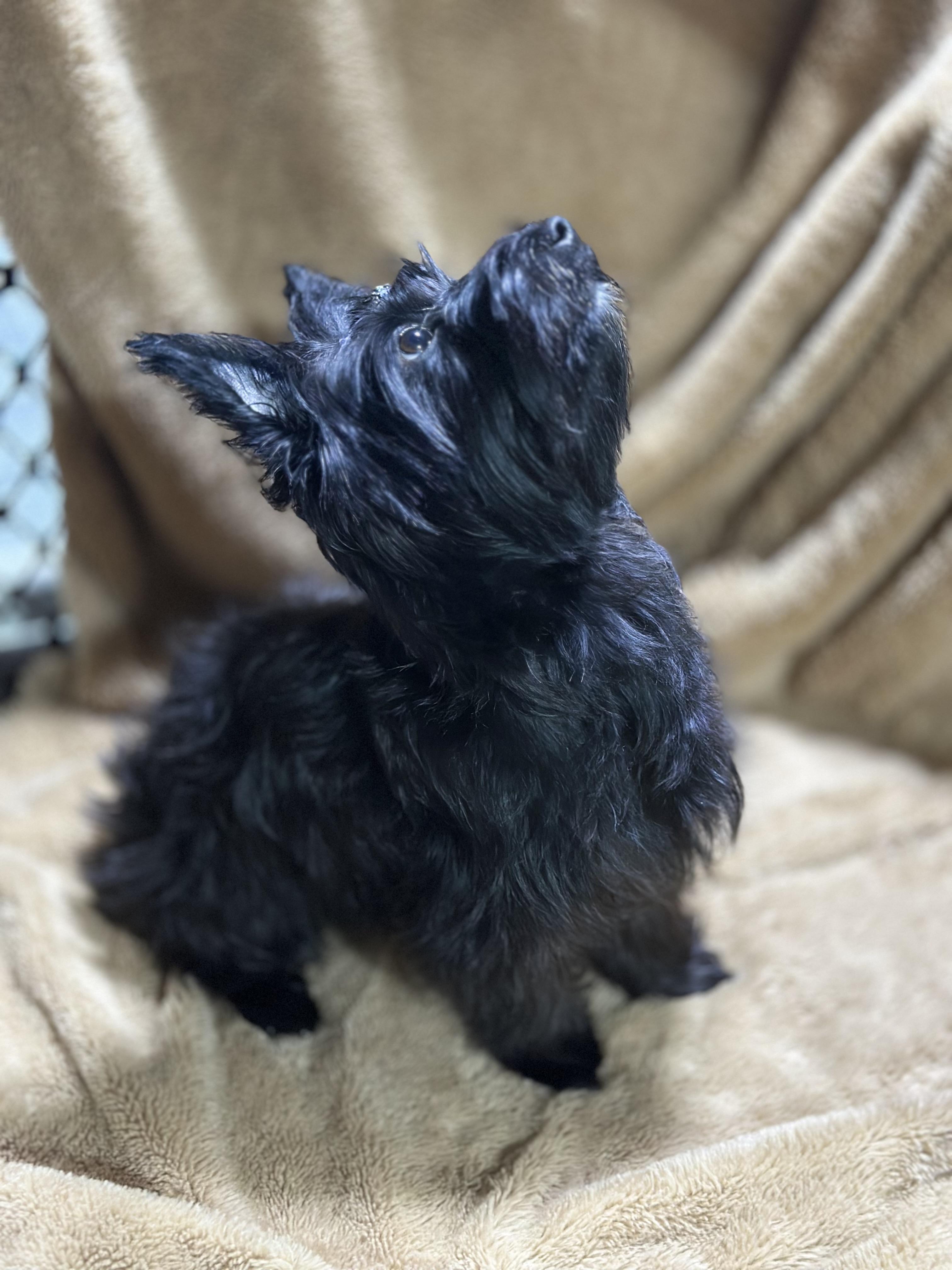 Nova