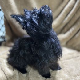 Nova - Yorkshire Terrier