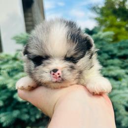Armani - Blue merle male Pomeranian puppy in Waterloo, Indiana from Garcias Pomeranian