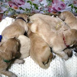 Golden Retriever Puppies from Golden Meadows of Utah