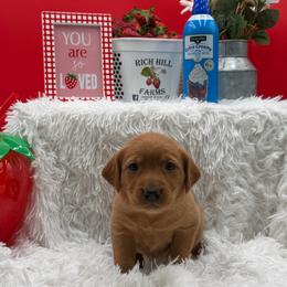 Yellow - Yellow female Labrador Retriever puppy in Heath Springs, South Carolina from Rich Hill Retrievers