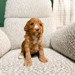 December - Red male Cavapoo puppy in Colcord, Oklahoma from Copper Lane Aussies, Doodles & Cavapoos