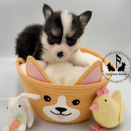 AKC Matilda - Black and tan female Pembroke Welsh Corgi puppy in Casper, Wyoming from Flying Note Shorties