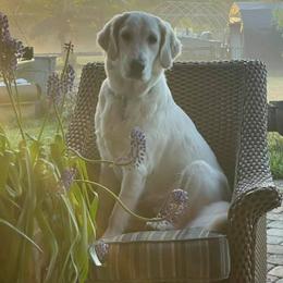 Alya - Golden Retriever