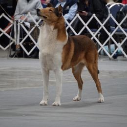 Collie Puppies from Creekwood Collies