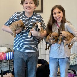 Staffordshire Bull Terrier Puppies from Stumptown SBTs