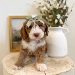 Cinderella - Caramel cream female Australian Labradoodle puppy in Palmdale, California from Pixie Doodle Paws