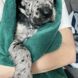 Great Dane Puppies from Ashli’s Great Danes