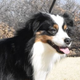 Kid  - Toy Australian Shepherd