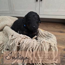 Blue Collar - Indigo - Black male Goldendoodle puppy in West Chester, Ohio from Doodles of West Chester