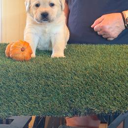 Yellow girl - Yellow female Labrador Retriever puppy in Whigham, Georgia from Diamond C Labradors