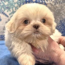 RIPLEY - Liver and white male Shih Tzu puppy in Candler, North Carolina from Pup-Tzu WNC