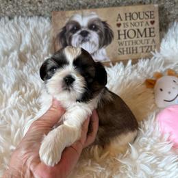 AKC Mochi - Champion Bloodline - Tricolor female Shih Tzu puppy in Long Beach, California from Prieto Shih-Tzu's