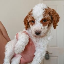 Furfrou - Parti female Poodle puppy in Phoenix, Arizona from Moonshine Kennels AZ