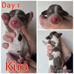 Kira - Piebald female Dachshund puppy in Michigan from M.H.P Dachshunds