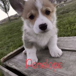 Pembroke Welsh Corgi Puppies from Country Rubys
