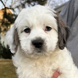 Oreo - Parti female Goldendoodle puppy in Bountiful, Utah from Red Brick Doodles