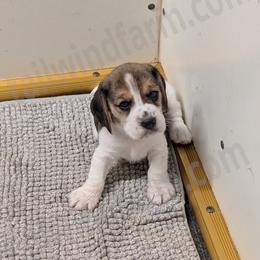 White - Black tan and white female Beagle puppy in Vallejo, California from Tailwindfarm