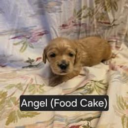 Girl 1 - Cream female Cavapoo puppy in Lewisburg, Pennsylvania from Jessie's Puppies
