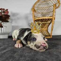 Lacey NALC - Blue merle female Catahoula Leopard Dog puppy in Doerun, Georgia from Twig & Tail Puppies