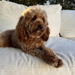Poppy - Goldendoodle