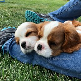 Cavalier King Charles Spaniel Puppies from Ikkes Cavaliers