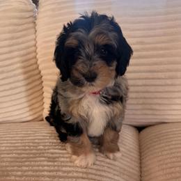 Nova - Blue merle female Bernedoodle puppy in Payson, Utah from Country Sky Doodles