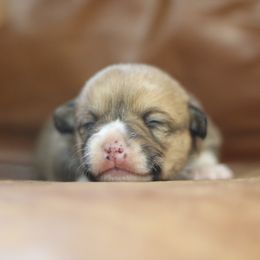 Pembroke Welsh Corgi Puppies from Ayers Acres Corgis