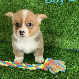 Boy 2 - Red male Pembroke Welsh Corgi puppy in Moulton, Alabama from Reed's Pembroke Corgi Welsh