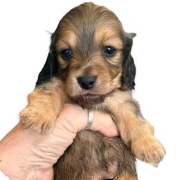 Smallest Boy 3 - Cream male Dachshund puppy in Medina, Ohio from STORIED DOXIES