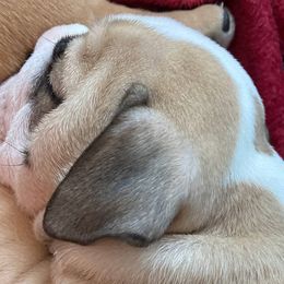 Bulldogs from Pearl's Bulldogs